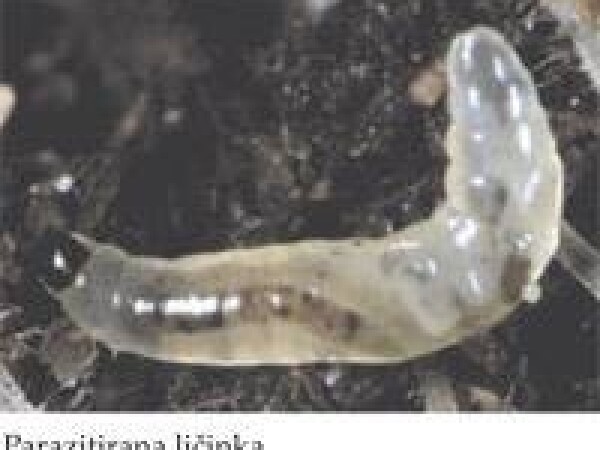 Nemaplus® - Nematode (Steinernema feltiae) za suzbijanje ličinki male crne mušice