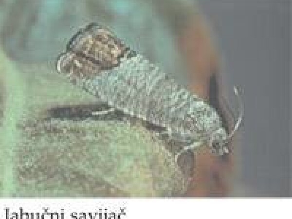 Nemapom®-Nematode (Steinernema feltiae) za suzbijanje prezimljujućih ličinki jabučnog savijača