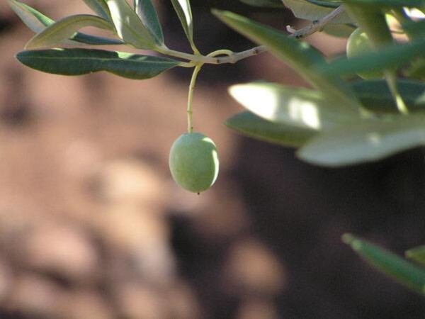 Bio - algeen s-92 u maslinarstvu