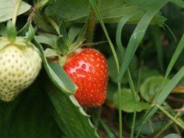 Bio - algeen s-92 u uzgoju jagoda, kupina i malina