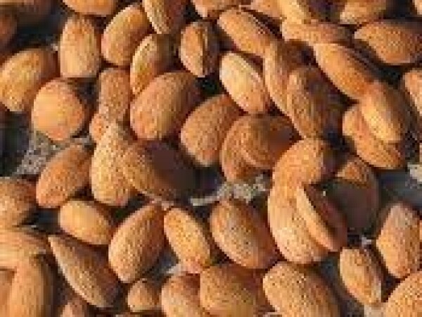 Bajam  - Aromatični - sadnice