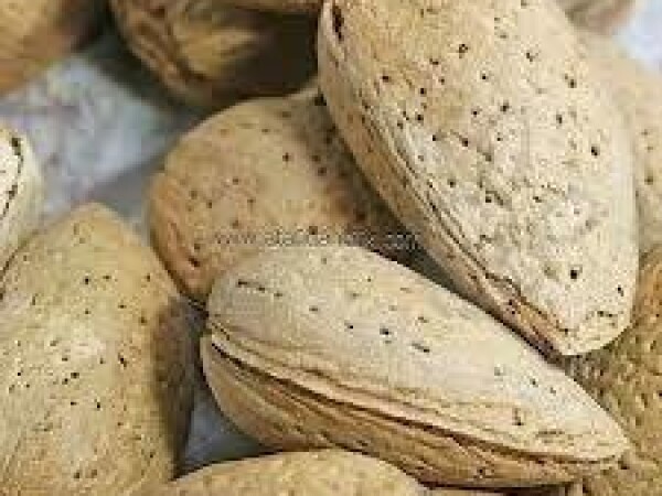 Bajam  - Ferragnes - sadnice