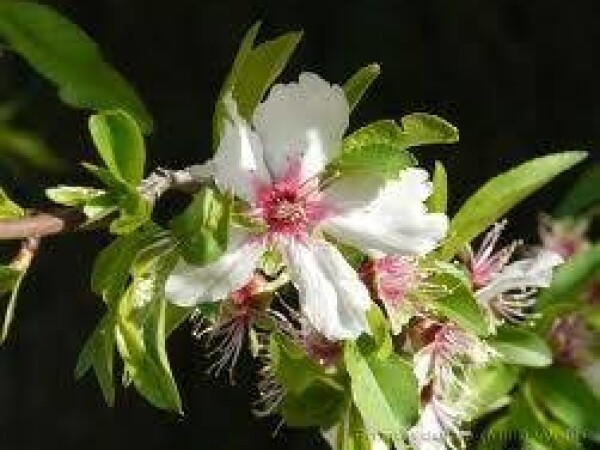 Bajam  - Fra Giulio Grande - sadnice