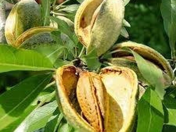 Bajam  - Tuono - sadnice