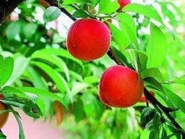 Breskva - Beauty lady - sadnice