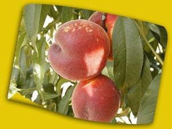 Breskva - Spring crest - sadnice