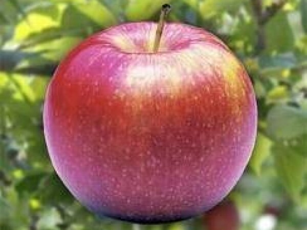 Jabuka - Jonagold - sadnice