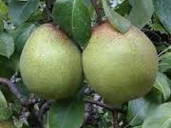 Kruška - Passe crassane - sadnice