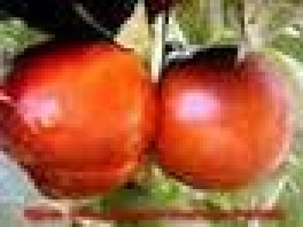 Nektarina - Maygrande - sadnice