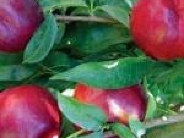 Nektarina -  Nectaross - sadnice