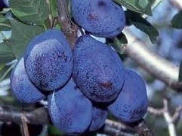 Šljiva - Valjevka - sadnice