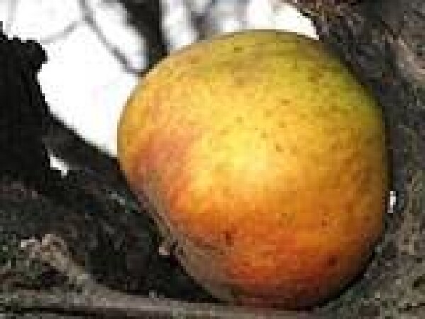 Jabuka - Kanadska reneta - sadnice