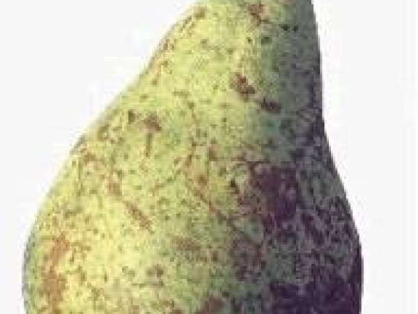 Kruška - Conferance - sadnice