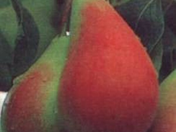 Kruška - Etruska - sadnice