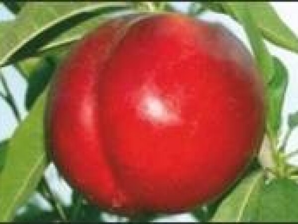 Nektarina - Maria Aurelia - sadnice