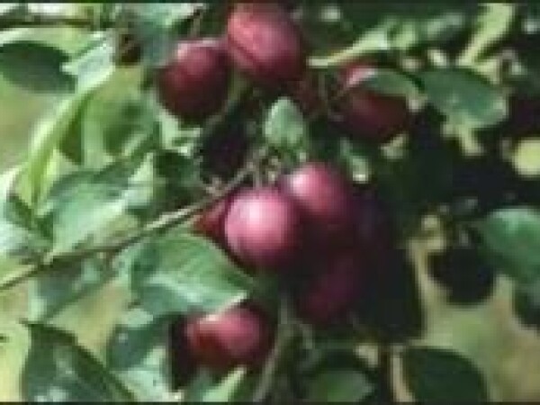 Šljiva - Ruth Gerstetter - sadnice