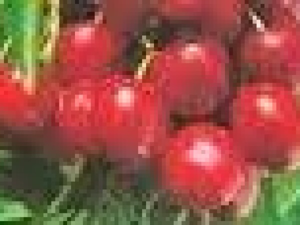 Trešnja  - Germerdorfska - sadnice