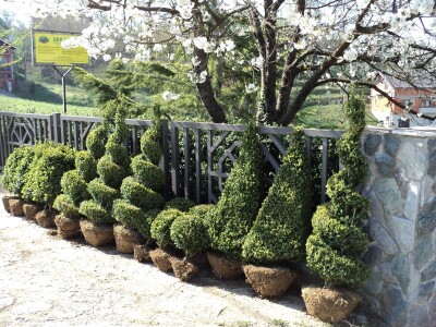 Šimšir, pušpan, buxus, rasadnik, ukrasno bilje