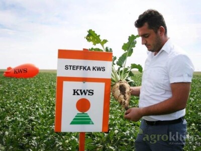 STEFFKA KWS Z tip Rz/Cr - sjeme šećerne repe