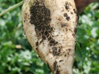 STEFFKA KWS Z tip Rz/Cr - sjeme šećerne repe