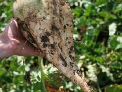 NATURA KWS NZ tip, R/Cr - sjeme šećerne repe