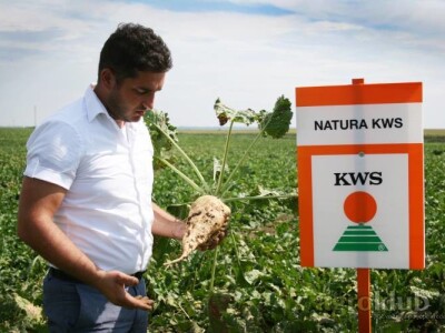 NATURA KWS NZ tip, R/Cr - sjeme šećerne repe