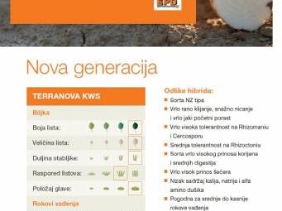 KWS TERRANOVA N tip R/Cr - sjeme šećerne repe