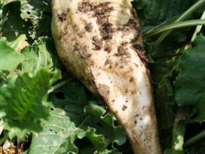 KWS TERRANOVA N tip R/Cr - sjeme šećerne repe