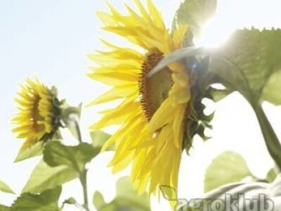 HYSUN 202 CL - sjeme suncokreta