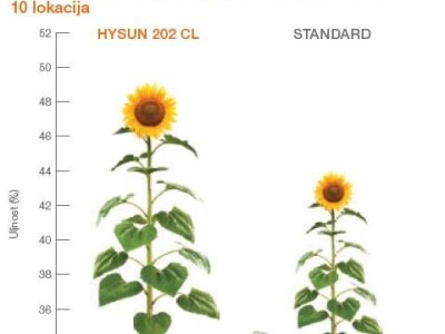 HYSUN 202 CL - sjeme suncokreta