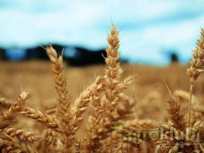 KWS FARINELLI - sorta ozime pšenice