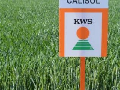 KWS CALISOL - Sorta ozime pšenice