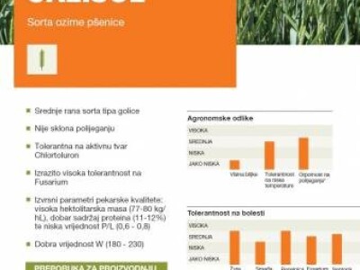 KWS CALISOL - Sorta ozime pšenice