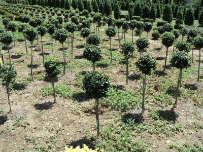 Šimšir, pušpan, buxus, rasadnik, ukrasno bilje