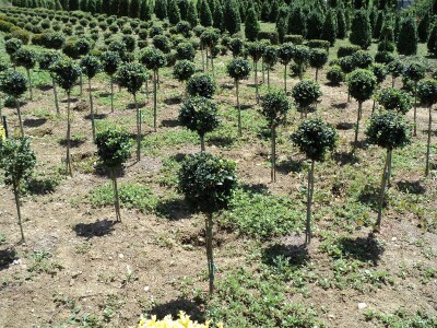 Šimšir, pušpan, buxus, rasadnik, ukrasno bilje