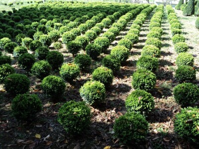 Šimšir, pušpan, buxus, rasadnik, ukrasno bilje