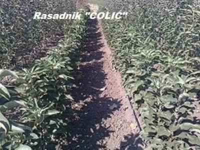 SADNICE, svih vrsta i sorti na jednom mestu