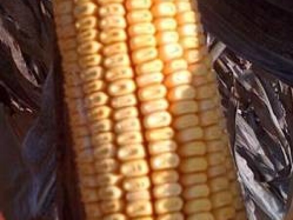 SY Afinity - kukuruz - FAO 420