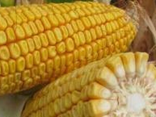 SY Iridium - kukuruz - FAO 350