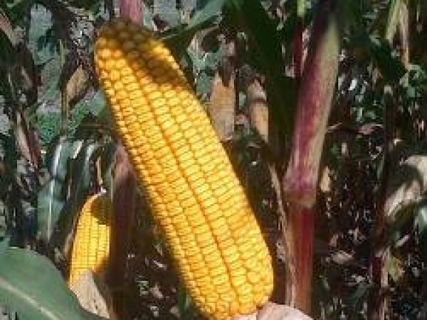 SY Ulises - kukuruz - FAO 400