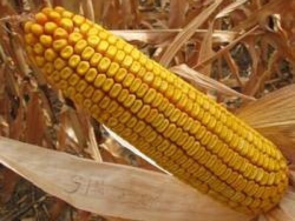 SY Sincero  - kukuruz - FAO 580