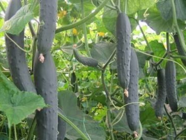 Sjeme krastavca Kung Fu F1