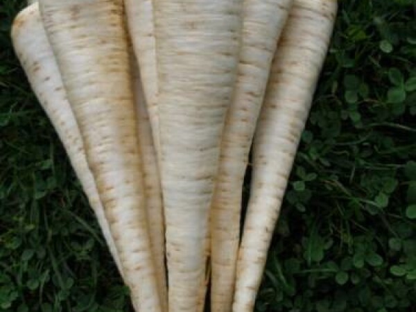 Sjeme peršina Jadran