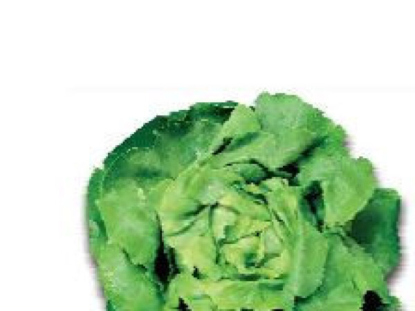 Sjeme salate Amalizia