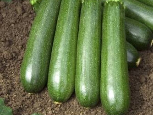 Sjeme tikvice Tendor