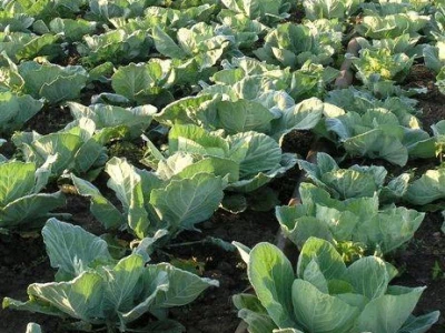 RhizoVital FZB®42 - Biološki ojačivač bilja
