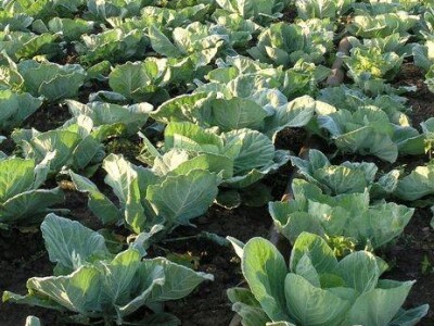 RhizoVital FZB®42 - Biološki ojačivač bilja