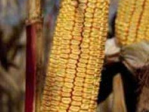 P9175 – hibrid kukuruza, zuban, FAO 290