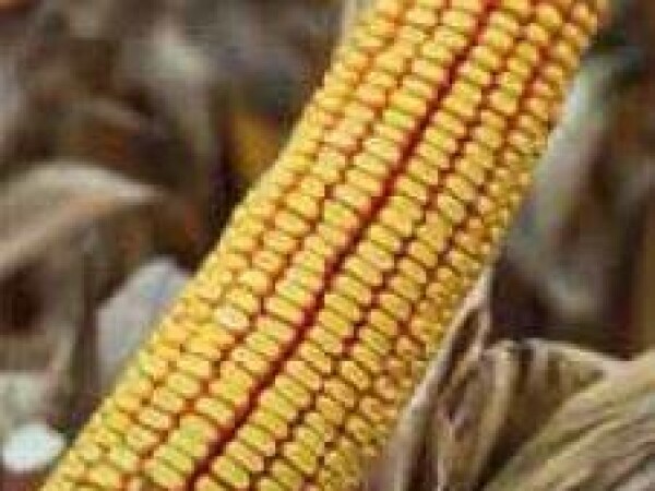 P9241 – hibrid kukuruza, zuban, FAO 320