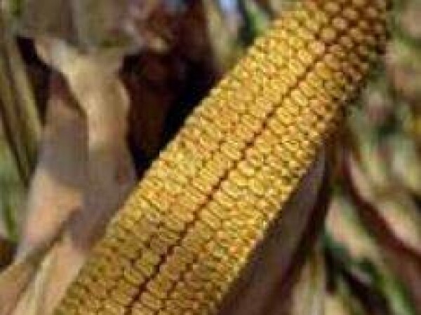 P9721 – hibrid kukuruza, zuban, FAO 400